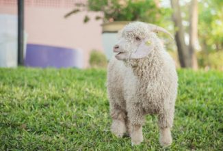 The Goats’ Journey